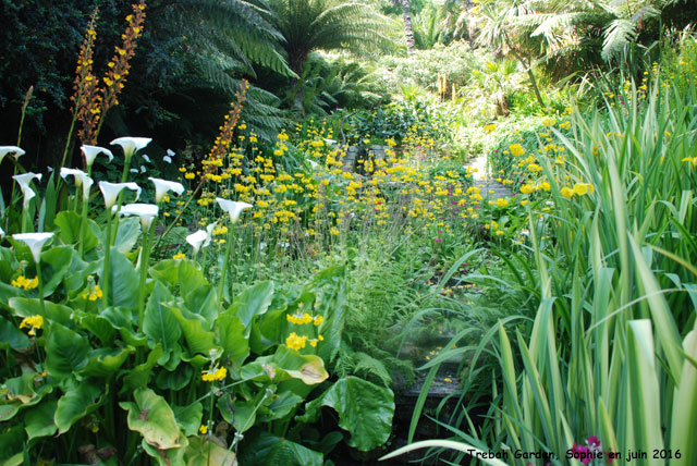 Trebah lawn path