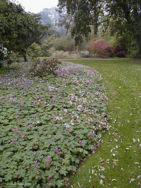 Geranium macrorrhizum