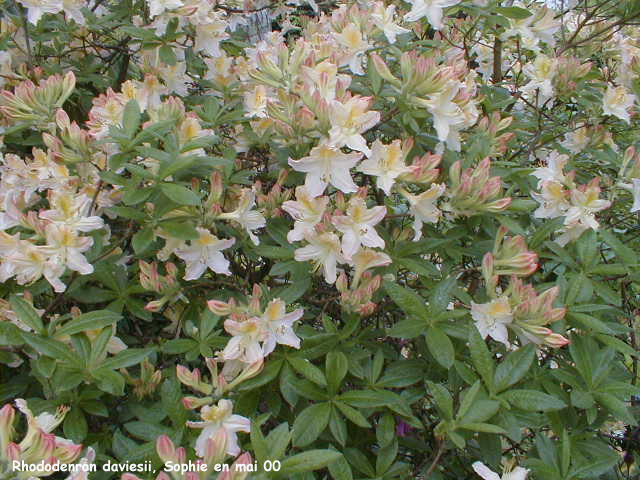 Rhododendron daviesii