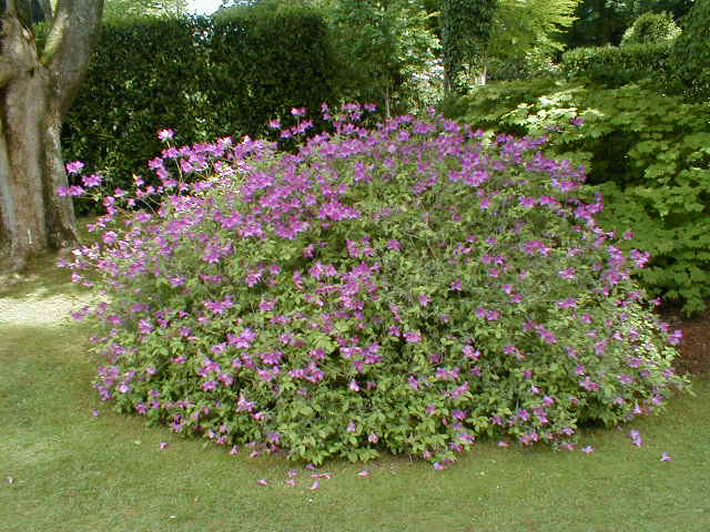 Rhododendron myst�re