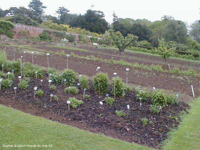 Le potager � Upton House