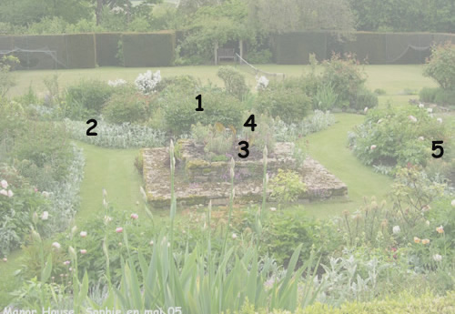 Manor House: les roses
