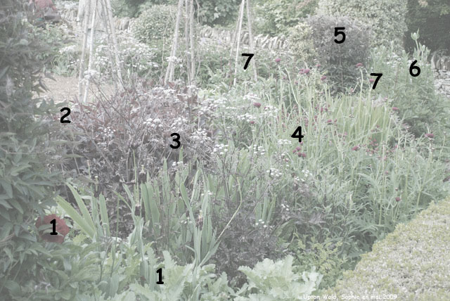 fleurs à couper à Upton Wold