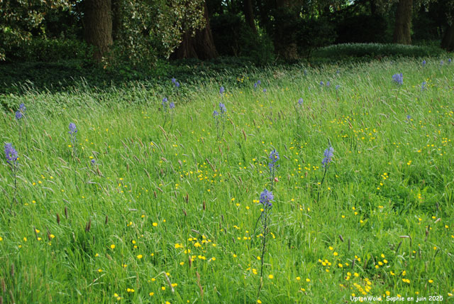 prairie fleurie à Upton Wold