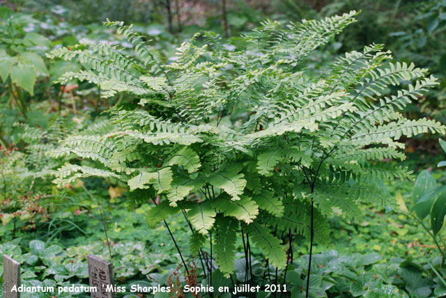 Val Maubrune: Adiantum