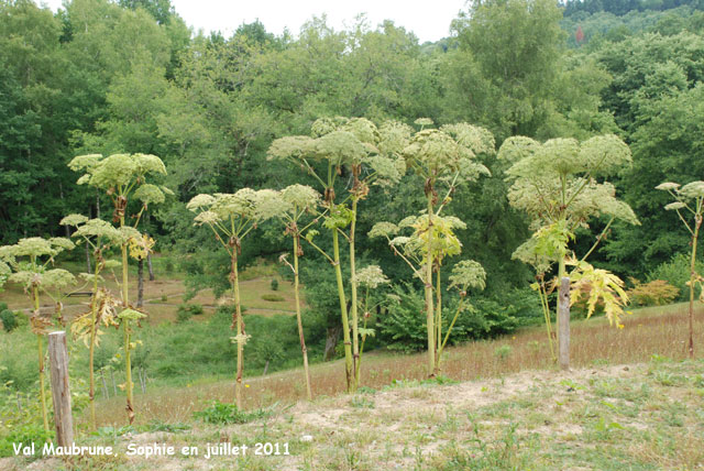 Val Maubrune: berces du caucase