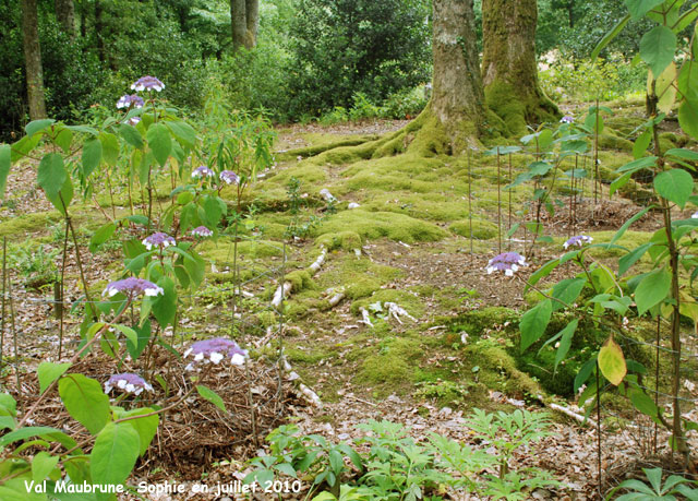 Val Maubrune: les Hydrangea