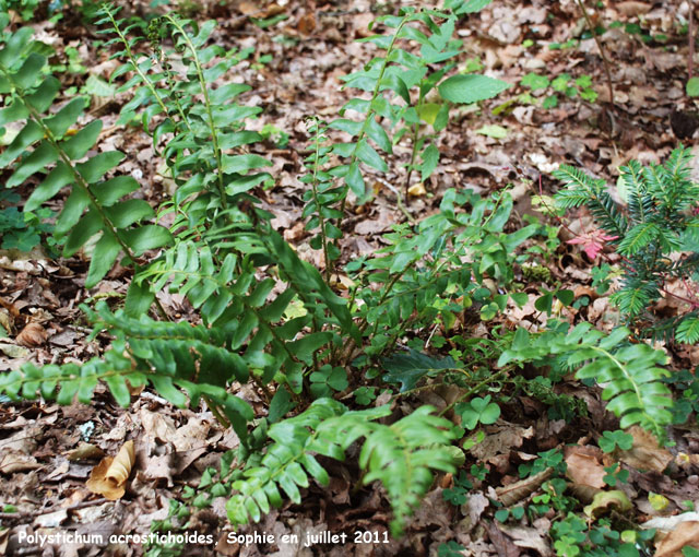 Polystichum acrostichoides