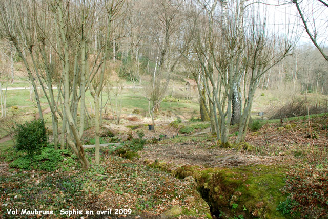 Val Maubrune: les saules