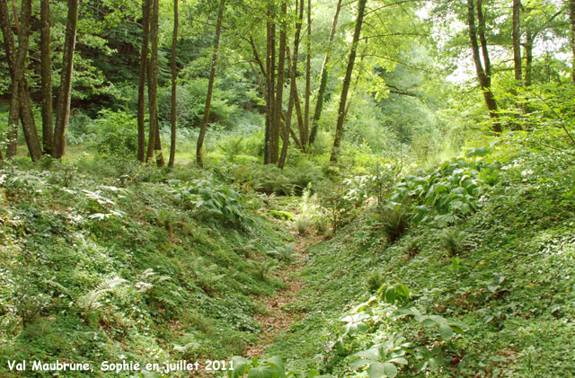 Val Maubrune: le sous-bois