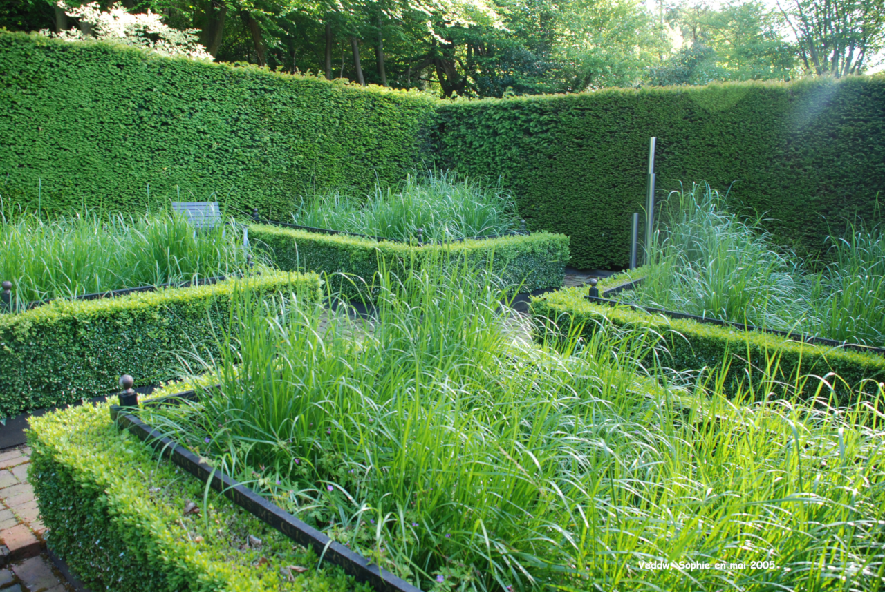 Vann: le champ de blé