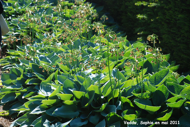 Veddw: Hosta