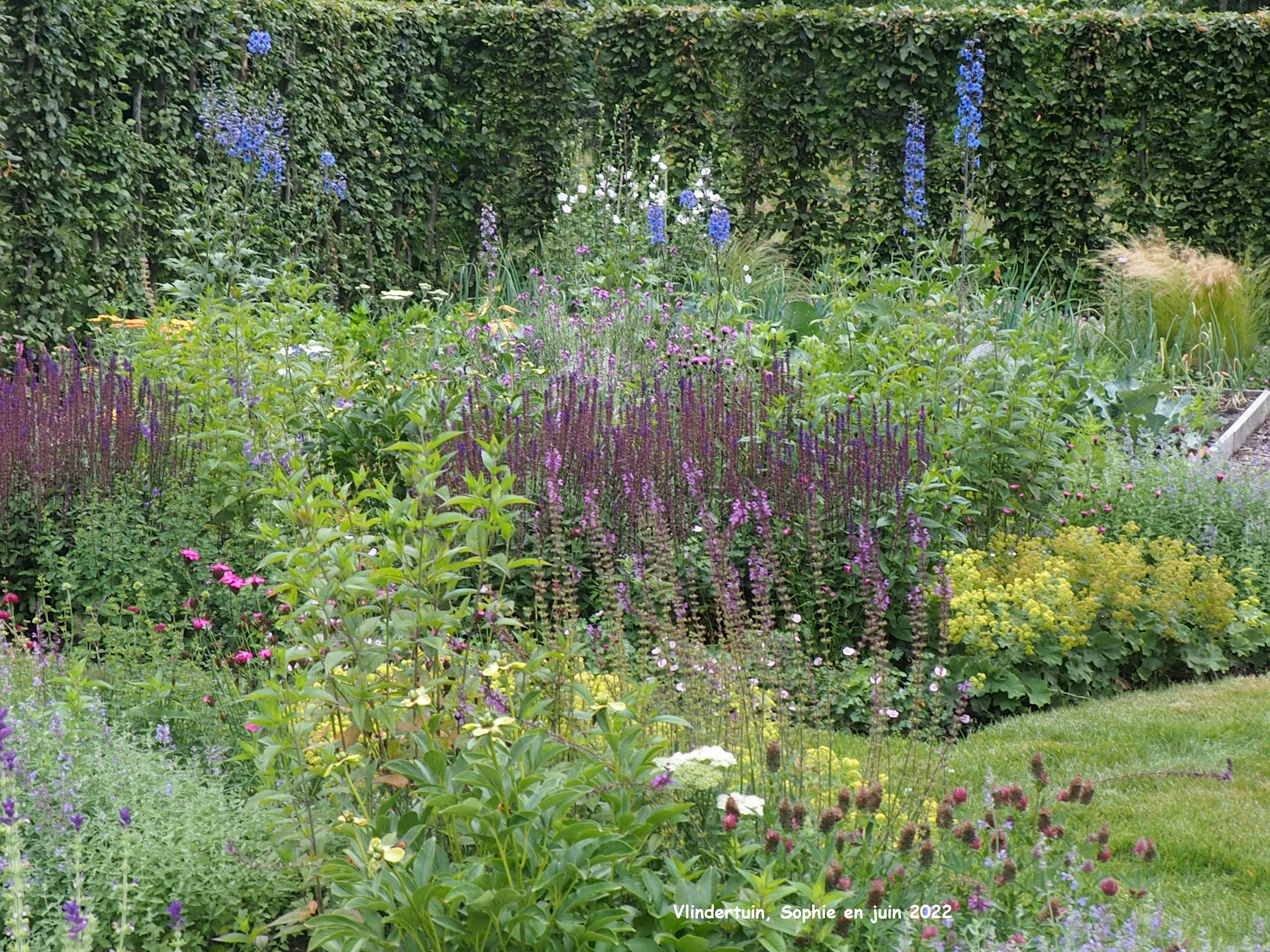 Vlindertuin: massif fleuri