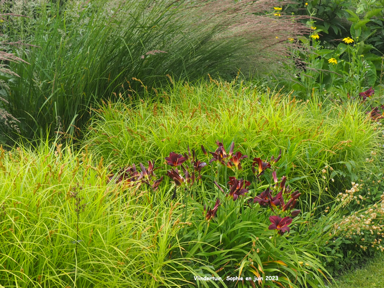 Hemerocallis 'American Revolution'