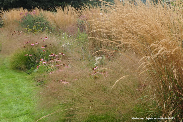 Détail des mixed-borders à Vlindertuin