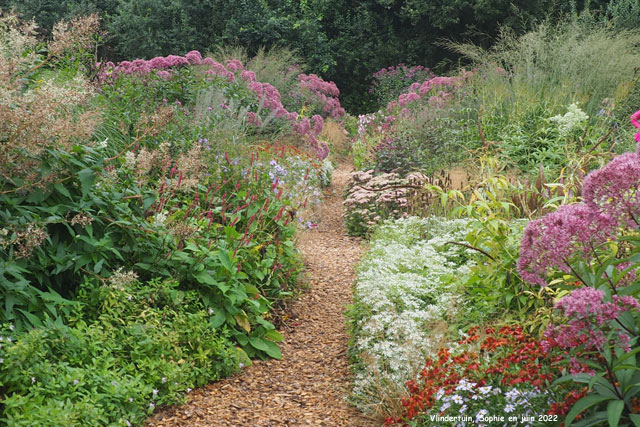Pieds-mères à Vlindertuin