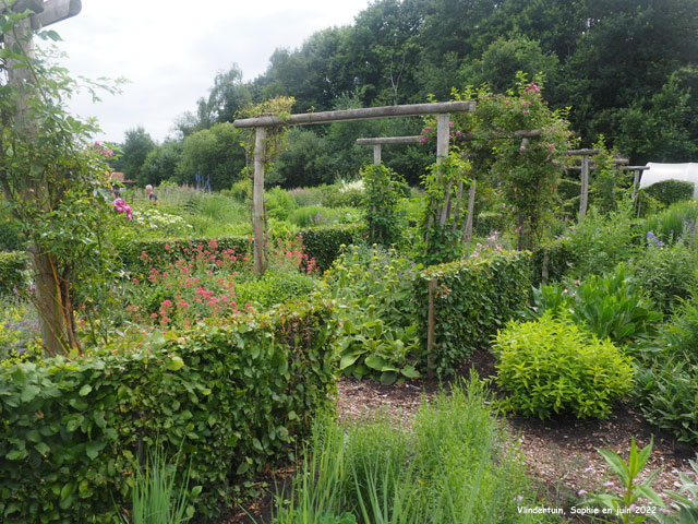 Pergola de roses parmi les pieds-mères