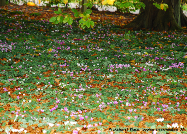 Wakehurst: cyclamens