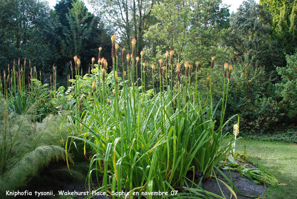 Wakehurst: kniphofia