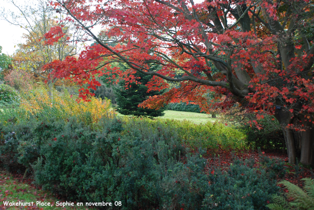 Wakehurst: les arbres