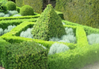 motifs de buis en 2006