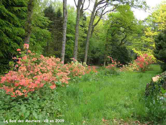Bois des Moutiers: azalées