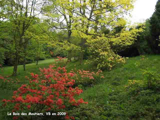 Bois des Moutiers: azalées