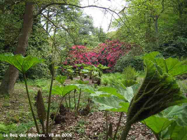 Le Bois des Moutiers: rivire de gunneras