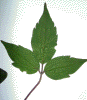 fllclemmont.gif (384723 octets)