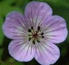 minibv1a.jpg (69962 octets)