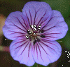 minirmb.jpg (79615 octets)