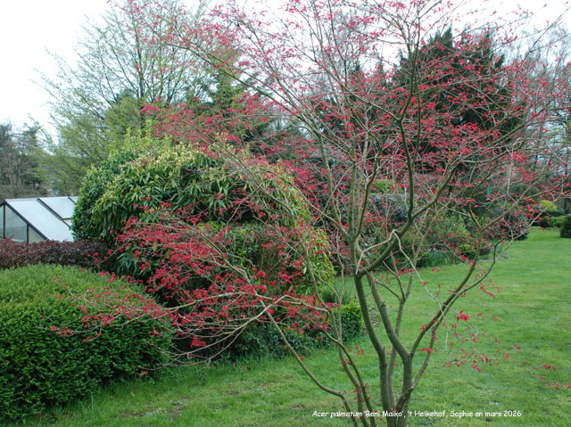 Acer palmatum 'Beni Maiko'