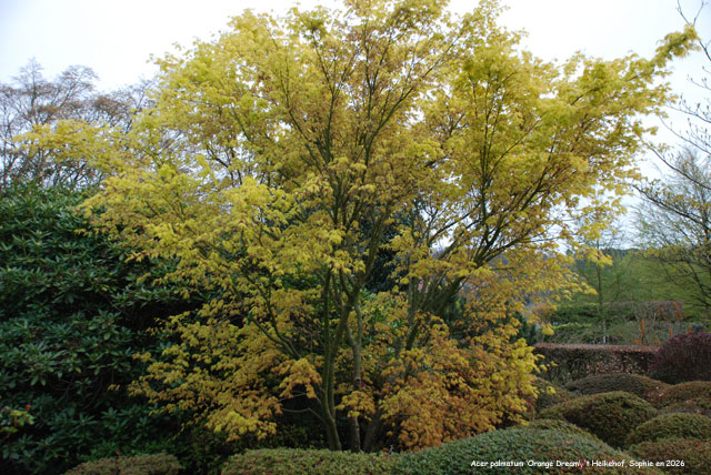 Acer palmatum 'Orange Dream'