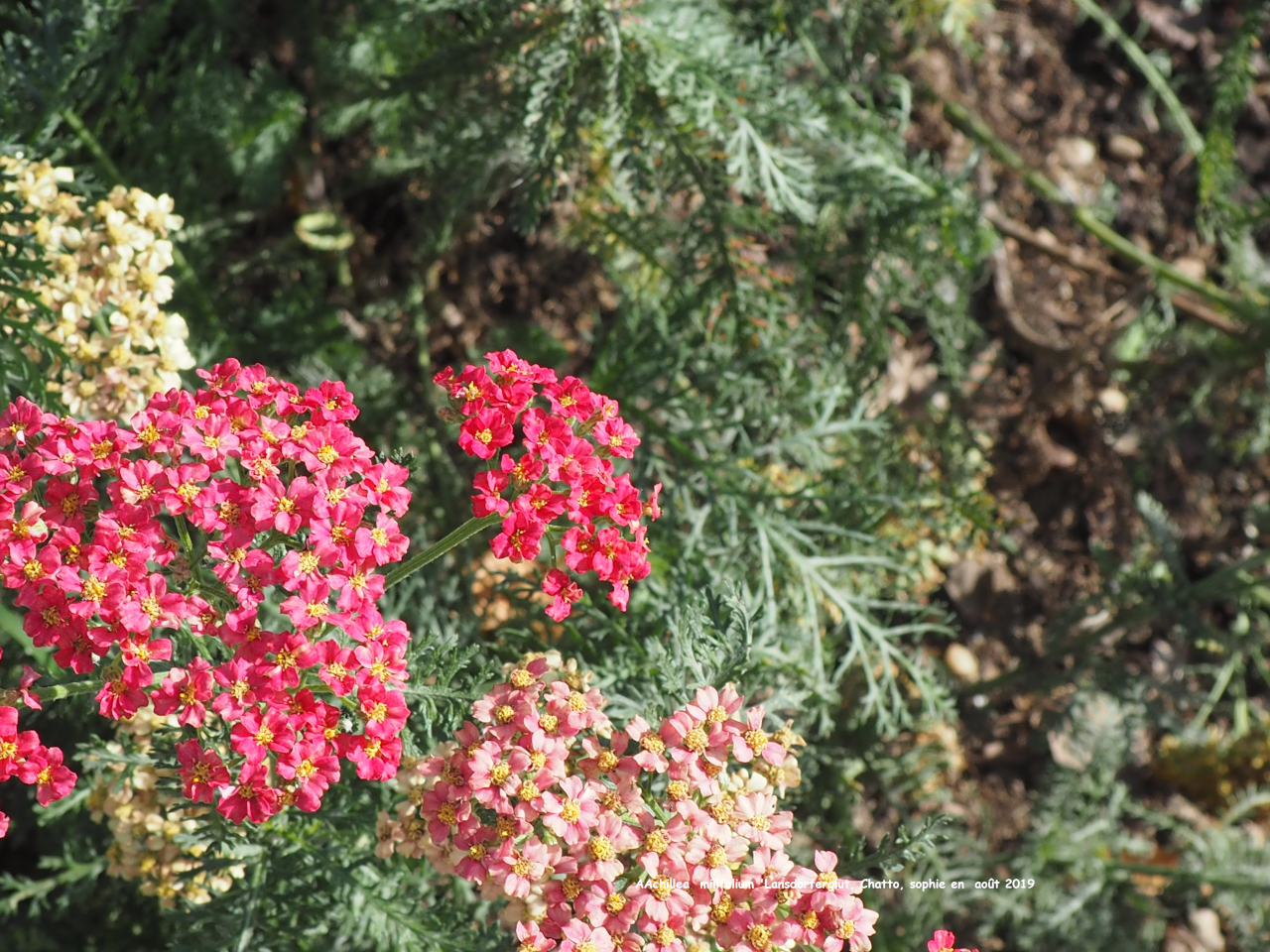 Achillea millefolium 'Lansdorferglut'