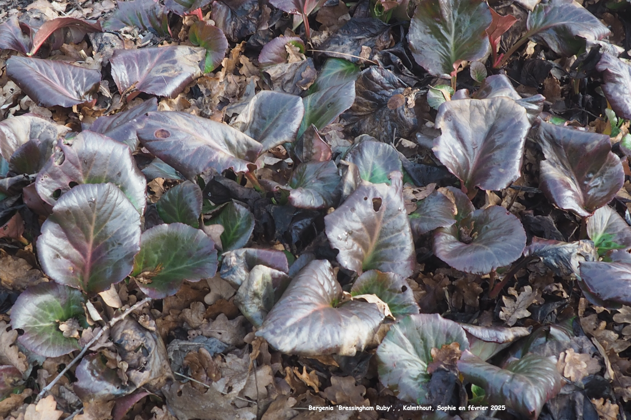 Bergenia 'Bressingham Ruby'