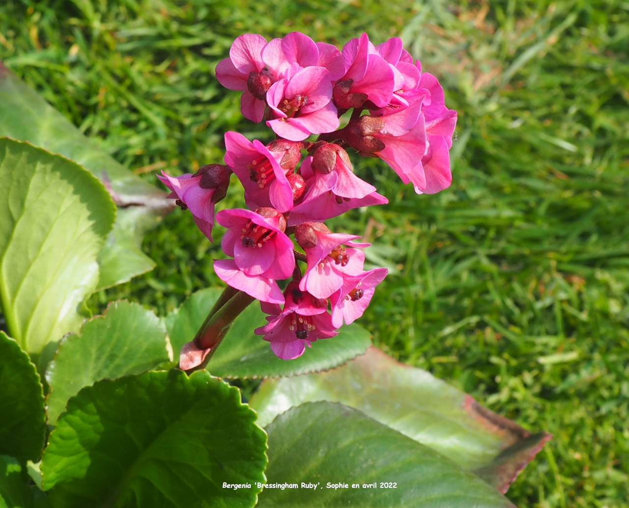 Bergenia 'Bressingham Ruby'