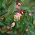 Camellia rosthorniana 'Elina'