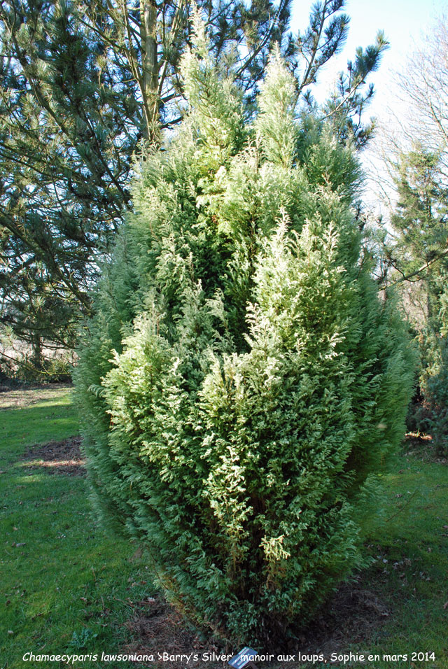 Chamaecyparis lawsoniana 'Barry's Silver