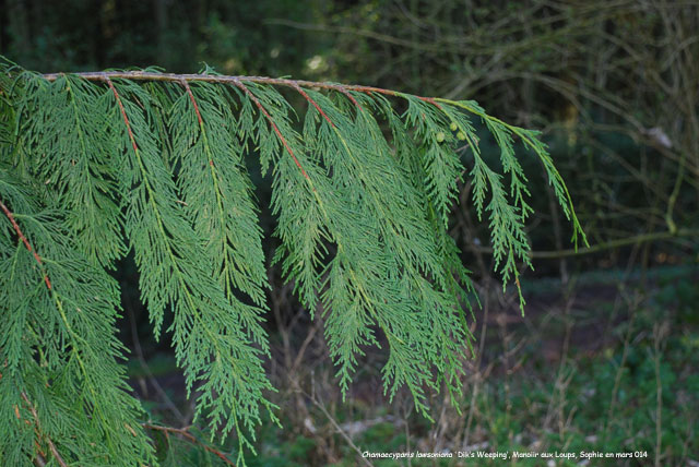 Chamaecyparis lawsoniana 'dik's Weeping'