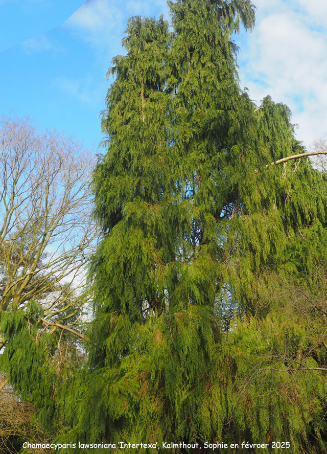 Chamaecyparis lawsoniana 'Intertexta'