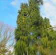 Chamaecyparis lawsoniana 'Intertexta'