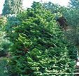 Chamaecyparis obtusa 'Kosteri'