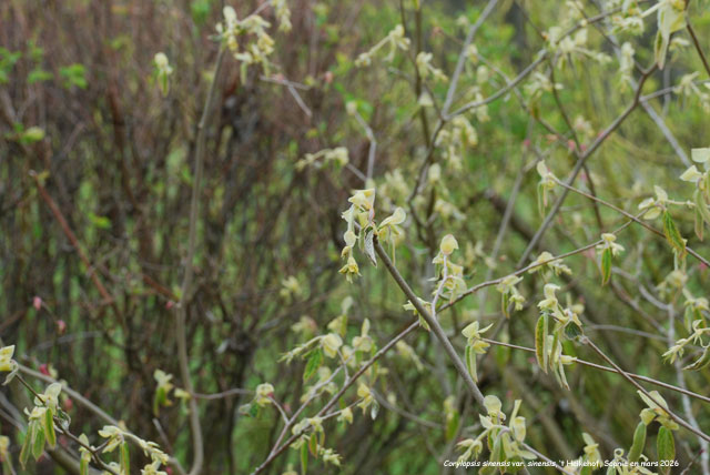 Corylopsis sinensis var. sinensis