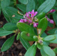 Daphne 'Sweetheart'