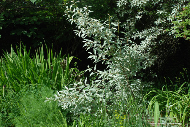 Elaeagnus 'Quicksilver'