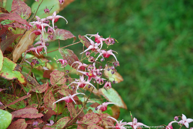 Epimedium 'Pink Champagne'