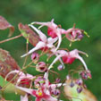 Epimedium 'Pink Champagne'