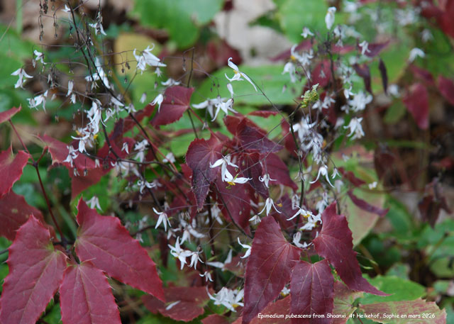 Epimedium pubescens forme du Shaanxi