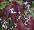 Epimedium pubescens forme du Shaanxi