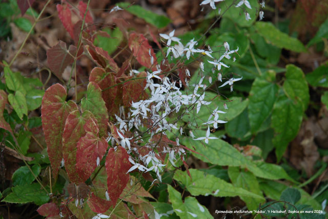 Epimedium stellutatum 'Yukiko'